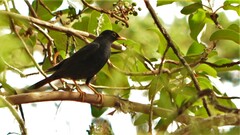 Turdus infuscatus