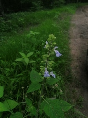 Salvia herbacea