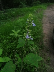 Salvia herbacea