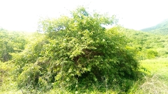 Malpighia mexicana