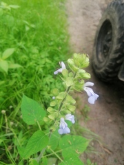 Salvia herbacea