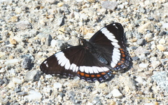 Limenitis arthemis rubrofasciata