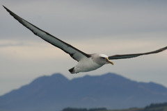 Buller's Albatross photo 4