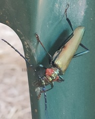 Aromia moschata ambrosiaca