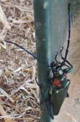 Aromia moschata ambrosiaca