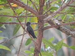 Eupetomena cirrochloris