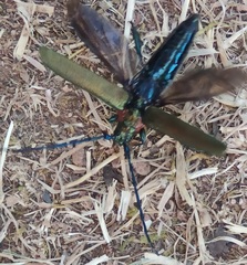 Aromia moschata ambrosiaca
