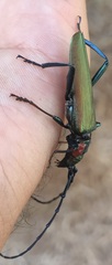 Aromia moschata ambrosiaca