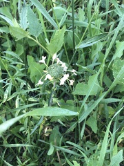 Collomia grandiflora