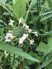 Collomia grandiflora