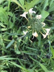 Collomia grandiflora