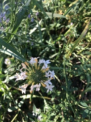 Collomia grandiflora