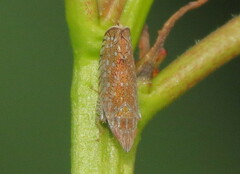 Scaphytopius acutus