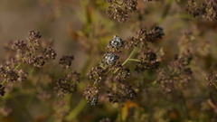 Lepidium latifolium