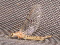 Ephemera blanda