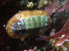Dendrochiton flectens