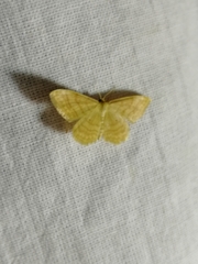 Idaea rufaria
