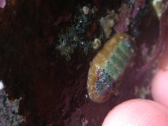 Dendrochiton flectens