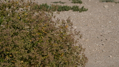 Lepidium latifolium