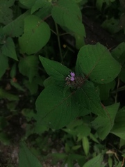 Crusea hispida