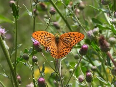 Argynnis paphia