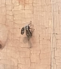 Clogmia albipunctata