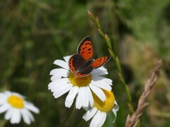 Lycaena phlaeas
