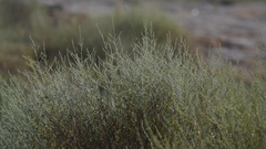 Artemisia
