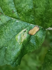 Phyllonorycter stettinensis