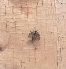 Clogmia albipunctata