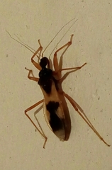 Reduvius pallipes