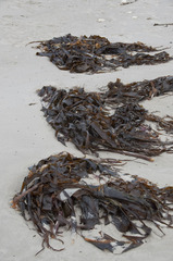 Laminaria hyperborea