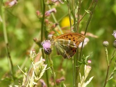 Argynnis paphia