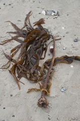 Laminaria hyperborea