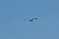 Larus