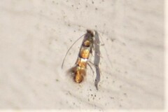 Chrysaster ostensackenella