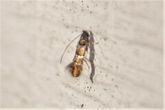 Chrysaster ostensackenella