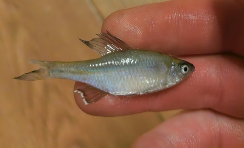 Acheilognathus imberbis — Cyprinidae — 2