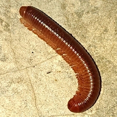 Trigoniulus corallinus