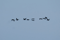 Phalacrocorax carbo