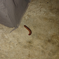 Trigoniulus corallinus