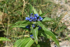 Gentiana cruciata cruciata