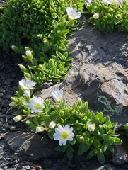 Cerastium uniflorum