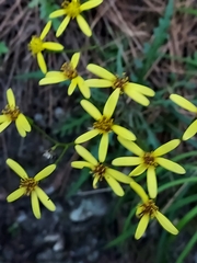 Senecio taitungensis
