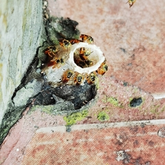 Tetragonisca angustula