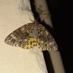 Arichanna sparsa
