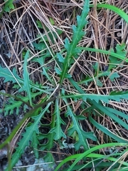 Senecio taitungensis