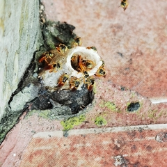 Tetragonisca angustula