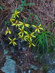 Senecio taitungensis