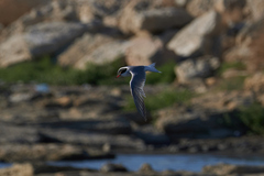 Sterna hirundo